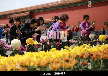 Peking, Peking, China. 27. Sep, 2016. Peking, CHINA-27 September 2016:? (REDAKTION? VERWENDEN SIE? NUR.? CHINA? RAUS) mehr als 30.000 Töpfe mit Chrysanthemen von Kaifeng Stadt sind auf dem Display im Palace Museum am 27. September 2016, Kennzeichnung der kommende Nationalfeiertag, die am 1. Oktober 2016 fällt. Die feinen Chrysanthemen von verschiedenen Arten sind in der verbotenen Stadt vom 27. September bis 16. Oktober 2016 präsentiert. Chrysantheme von Kaifeng Stadt, zentrale ChinaÂ¡Â¯s der Provinz Hunan, gilt als die erste Ebene Chrysantheme in China. © SIPA Asien/ZUMA Draht/Alamy Live-Nachrichten Stockfoto