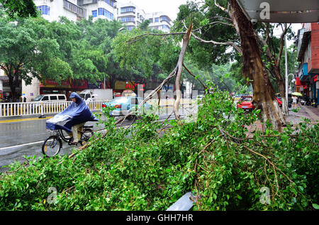 Zhangzhou, Chinas Provinz Fujian. 28. Sep, 2016. Niederlassungen sind in Taifun-Hit Zhangzhou Stadt, Südost-China Fujian Provinz, 28. September 2016 gebrochen. Taifun Megi, 17. Taifun in diesem Jahr bildete Landfall in Hui'an County von Quanzhou City in Fujian auf Mittwoch und Regenfälle in den Küstengebieten der Provinz gebracht. Bildnachweis: Wei Peiquan/Xinhua/Alamy Live-Nachrichten Stockfoto