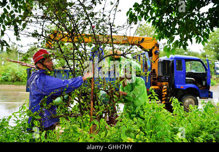 Zhangzhou, Chinas Provinz Fujian. 28. Sep, 2016. Arbeitendes Personal verstärken Pflanzen im Taifun-Hit Zhangzhou Stadt, Südost-China Fujian Provinz, 28. September 2016. Taifun Megi, 17. Taifun in diesem Jahr bildete Landfall in Hui'an County von Quanzhou City in Fujian auf Mittwoch und Regenfälle in den Küstengebieten der Provinz gebracht. Bildnachweis: Wei Peiquan/Xinhua/Alamy Live-Nachrichten Stockfoto