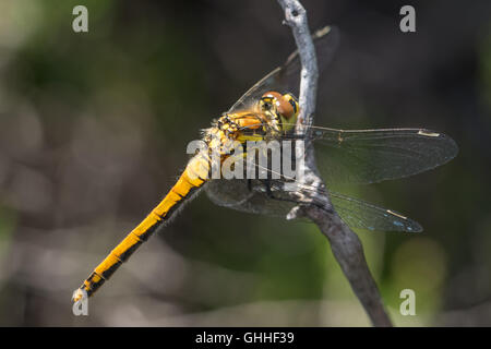 Weibliche schwarze Darter Libelle (Sympetrum Danae) thront auf einem Zweig. Stockfoto