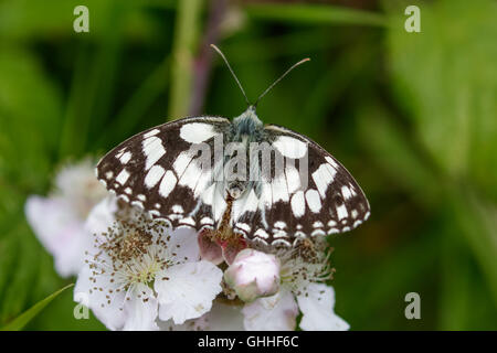 Draufsicht eines Schmetterlings Schachbrettfalter (Melanargia Galathea) auf rosa Blume. Stockfoto