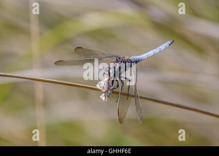 Männliche gekielt Abstreicheisen Libelle (Orthetrum Coerulescens) Fütterung auf eine Motte Stockfoto