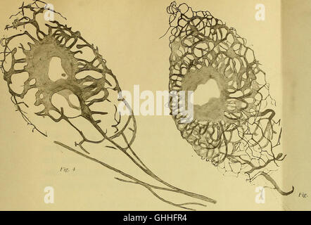 Atti della Accademia di Scienze Lettere e Arti di Palermo (1917) Stockfoto