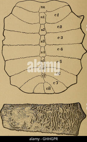 Katalog der fossilen Reptilia und Amphibien im British Museum (Natural History) von Richard Lydekker (1888) Stockfoto