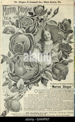 Unsere neue Anleitung zur rose Kultur - typische D. & C. Rosen gemalt aus der Natur (1903) Stockfoto