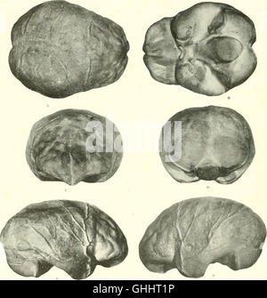 Das Gehirn vom Affen auf den Menschen; ein Beitrag zur Erforschung der Evolution und Entwicklung des menschlichen Gehirns (1928) Stockfoto