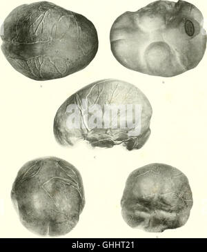 Das Gehirn vom Affen auf den Menschen; ein Beitrag zur Erforschung der Evolution und Entwicklung des menschlichen Gehirns (1928) Stockfoto