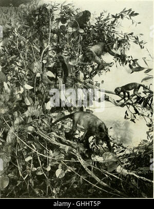 Das Gehirn vom Affen auf den Menschen; ein Beitrag zur Erforschung der Evolution und Entwicklung des menschlichen Gehirns (1928) Stockfoto