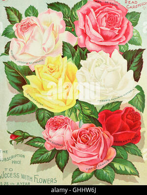 Unsere neue Anleitung zur rose Kultur - typische D. & C. Rosen gemalt aus der Natur (1903) Stockfoto