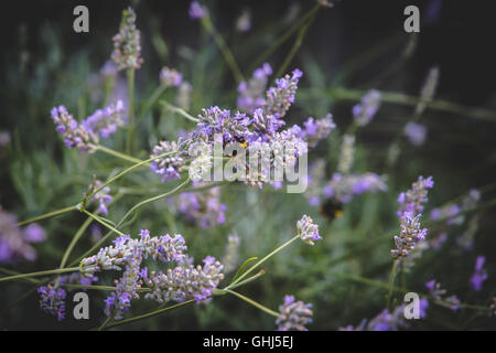 Bienen sammeln Nektar von Lavendel. Stockfoto