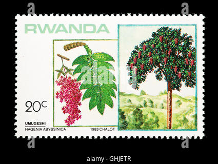 Briefmarke aus Ruanda, die Darstellung der afrikanischen Redwood (Hagenia Abyssinica), Bäume, Blätter und Früchte Stockfoto