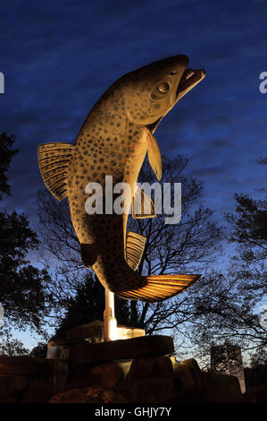 Riesige Forellen, Gore, Southland, Neuseeland Stockfoto