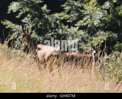 versteckt in der Familie der Gräser der Gemse in den Bergen Alpen Stockfoto