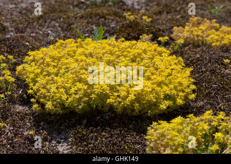 Gelbe Blüte Sedum Acre im Frühling Stockfoto