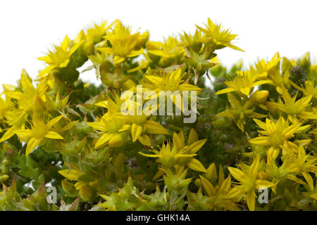 Gelbe Blüte Sedum Acre im Frühling hautnah Stockfoto