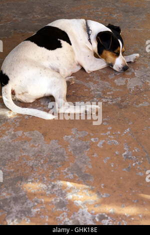 Jack Russell schlafen auf der Veranda Stockfoto