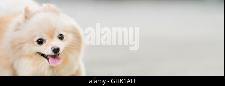 Pommerschen Hund hübsch, lustig, lächelnd mit Textfreiraum, horizontale rechteckiges Bild, Fokus auf das Auge Stockfoto