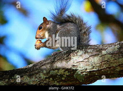 Ein Eichhörnchen (Sciuridae), das eine Eichel in einem Baum am Hugenot Monument in Franschhoek, Westkap in Südafrika, frisst. Stockfoto