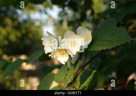 Jasmin Blüten im Garten Stockfoto