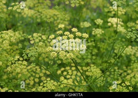 Dill im Gemüsegarten wachsen blühen Stockfoto