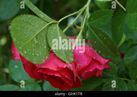 Rote Rosen-Blumen im Garten Stockfoto