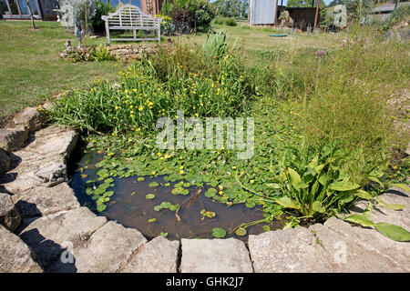 Wilde Gartenteich mit Lilien und andere Wasserpflanzen im unteren Garten Ökohaus Mickleton UK Stockfoto