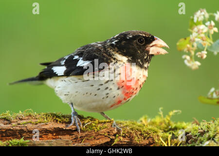 Eine männliche Rose – Breasted Kernbeißer auf einen umgestürzten Baumstamm. Stockfoto