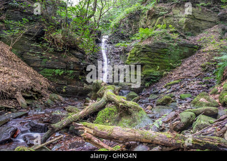 Ein kleiner Wasserfall läuft eine kleine Felswand in einen kleinen Fluß mit Baumstämmen, der hinunter die Böschung gefallen ist. Stockfoto
