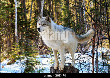 Wölfe mit Besuchern während geführte Wolf im Wald spazieren gehen und spielen im Schnee in der Nähe von Golden BC. Stockfoto
