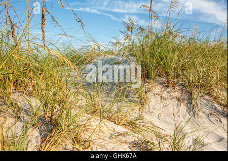 Dünen mit Strandhafer, beleuchtet von der aufgehenden Sonne in Jacksonville Beach, Florida, USA. Stockfoto