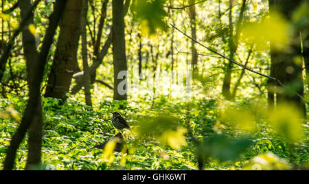 Flache Fokussierung auf den Soor-Vogel im sonnigen Wald Stockfoto