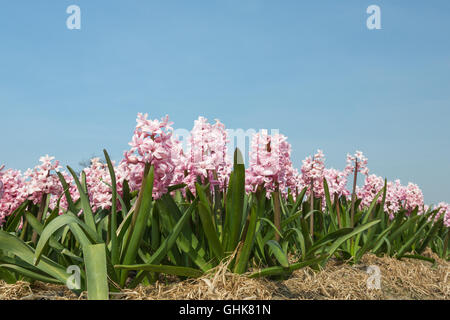 Niederländische Blumenwiese mit rosa Hyazinthe in Lisse, die Niederlande-Foto aufgenommen am 10. April 2015 Stockfoto