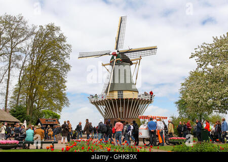 Touristen genießen die Blumen und die Windmühle am niederländischen Frühling Blumengarten Keukenhof in Lisse, Niederlande. Stockfoto