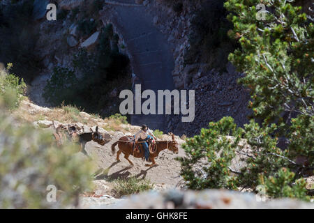 Grand Canyon National Park, Arizona - Trail Crew, Verpackungsanlagen, einer Baustelle auf dem South Kaibab Trail. Stockfoto