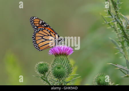 Monarch-Schmetterling auf einer Distel Blume Fütterung. Stockfoto