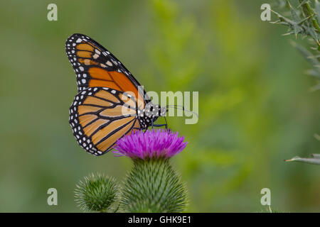 Monarch-Schmetterling landete auf einer Distel Blume. Stockfoto