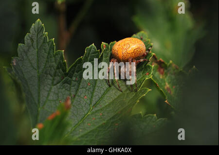 Araneus Marmoreus. Spinne mit großen gelben Bauch sitzt auf dem Blatt Johannisbeere. Stockfoto