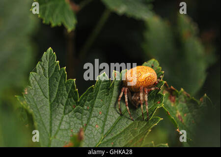 Araneus Marmoreus. Spinne mit großen gelben Bauch sitzt auf dem Blatt Johannisbeere. Stockfoto