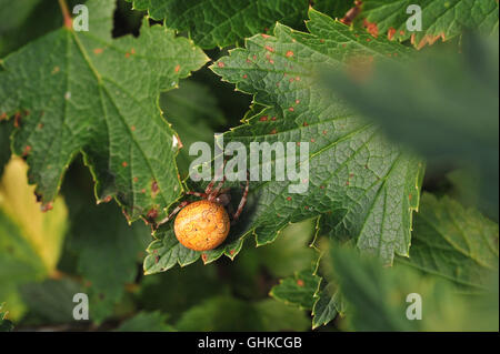 Araneus Marmoreus. Spinne mit großen gelben Bauch sitzt auf dem Blatt Johannisbeere. Stockfoto