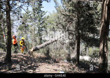 Förster arbeiten in einem Kiefernwald, Abholzen von Bäumen, zu dünn, Wald, Feuer zu reduzieren Gefahr fotografiert in Israel Stockfoto