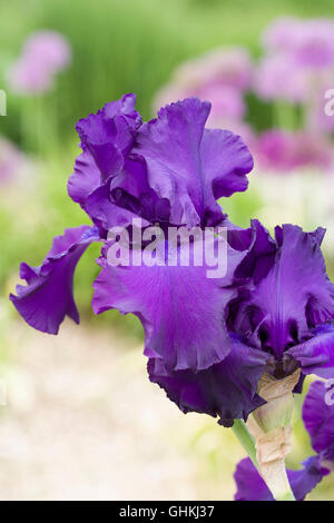 Iris 'Titans Glory' wächst in einem englischen Garten. Stockfoto