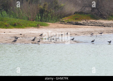 Charca de Maspalomas (Maspalomas Teich) in Gran Canaria Stockfoto