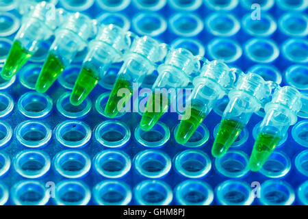 PCR-Analyse DNA-profiling Stockfoto