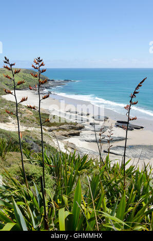 Strand von Arai Te Uru Erholung reservieren, Hokianga Harbour, Northland, Nordinsel, Neuseeland Stockfoto