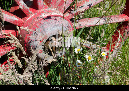 Alte Karre Rad im Feld in der Nähe von Otorohanga, Nordinsel, Neuseeland Stockfoto