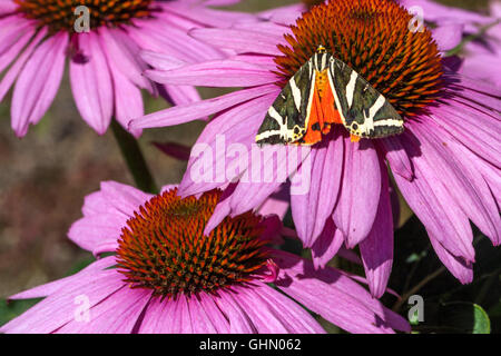 Blumen-Schmetterling, Jersey Tiger Euplagia quadripunctaria auf purpurpurner Kegelblume Echinacea Magnus Stockfoto