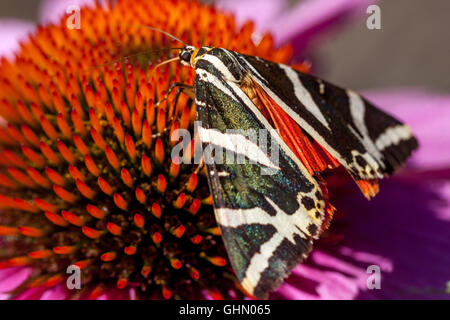 Jersey Tiger Euplagia quadripunctaria auf lila Blumenfressling auf Echinacea purpurea Stockfoto