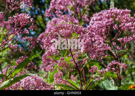 Süßes Joe Pye Unkraut, Eutrochium purpureum „Little Red“, lila Blumen in einem Garten Eupatorium grenzt an hohe Pflanzen in der Hochsommersaison August Blumenbeet Stockfoto