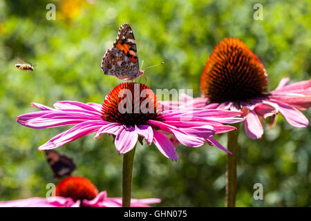 Bemalte Dame Schmetterling Vanessa cardui auf Purple Coneflower Echinacea purpurea Magnus Europäische Honigbiene fliegt zur Blüte Stockfoto