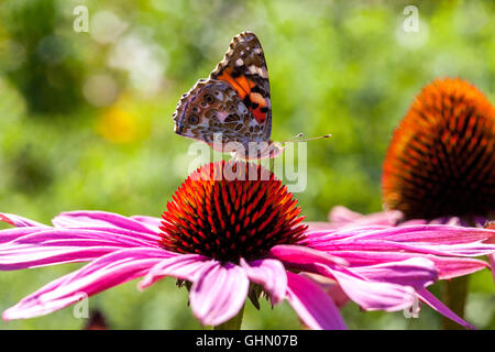 Gemalte Lady Butterfly Vanessa cardui auf Purple Coneflower Echinacea purpurea Blume im August Garten Echinacea Schmetterling auf Bloom Summer Echinacea Stockfoto